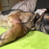 35065613_10211763698909329_7176515486870405120_n