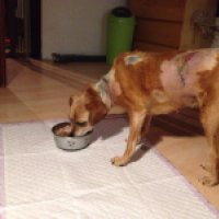 34601697_10205047334739456_8209363965172514816_n