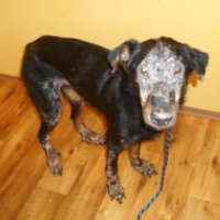 15800396_1510152455675262_6216752193716827739_o